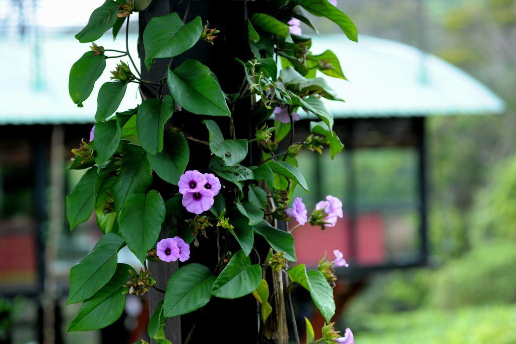 The Rainforest Ecolodge - Sinharaja With Shuttle Service From Car Park Deniyaya Exterior foto