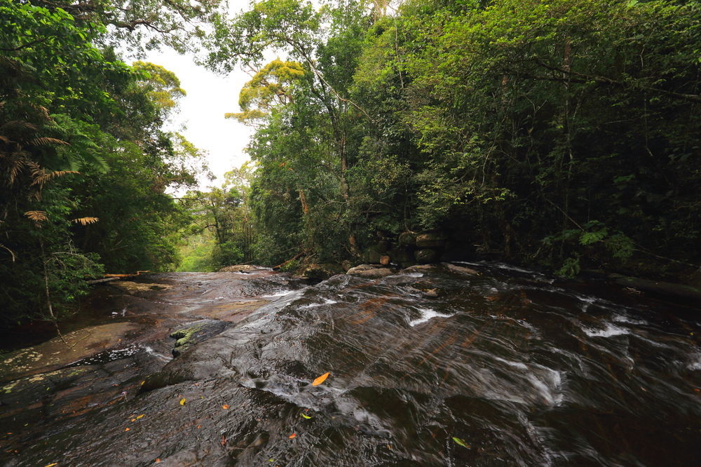 The Rainforest Ecolodge - Sinharaja With Shuttle Service From Car Park Deniyaya Exterior foto