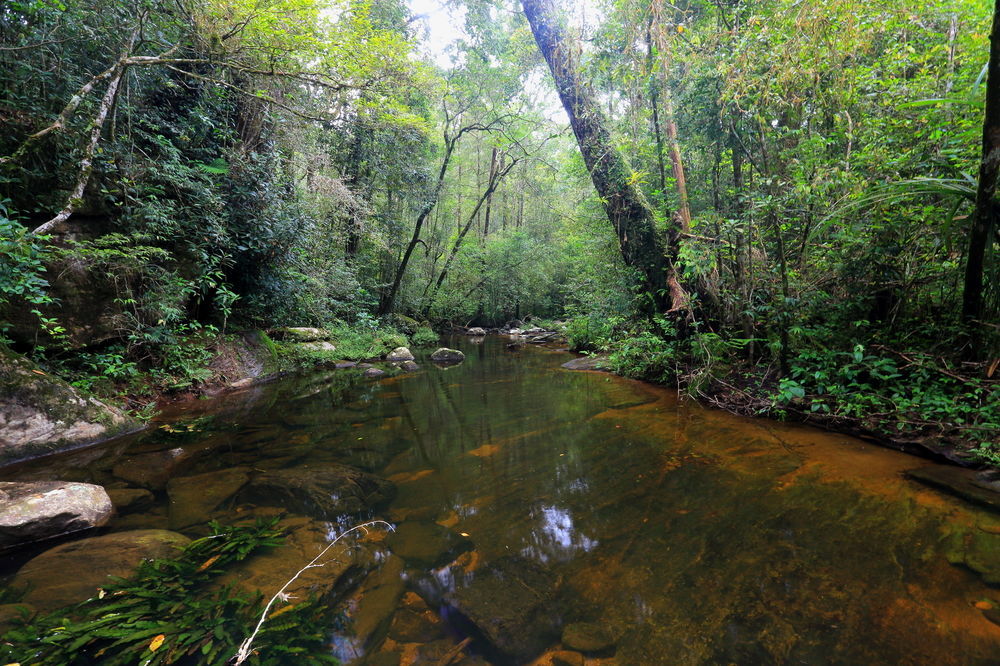 The Rainforest Ecolodge - Sinharaja With Shuttle Service From Car Park Deniyaya Exterior foto