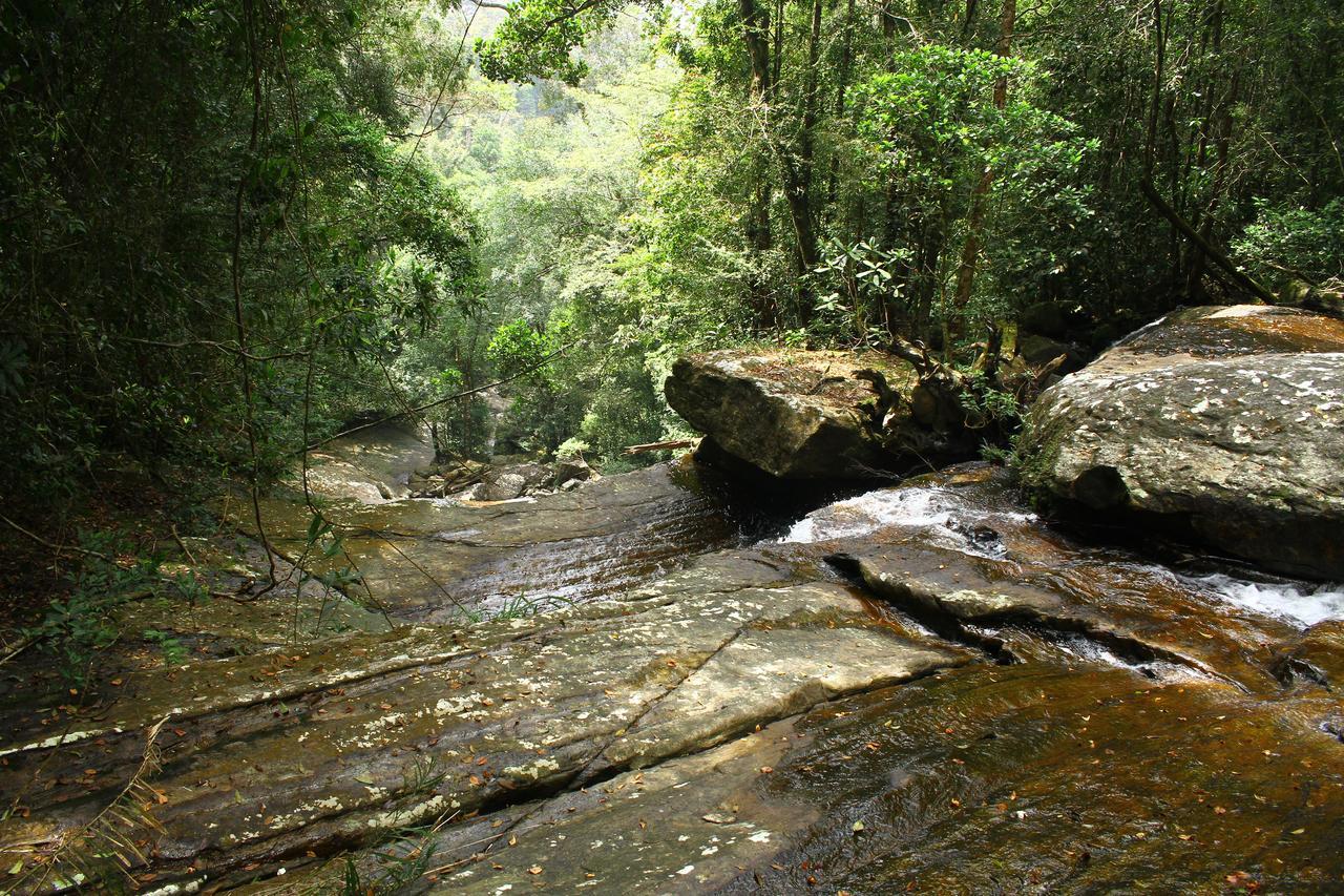 The Rainforest Ecolodge - Sinharaja With Shuttle Service From Car Park Deniyaya Exterior foto